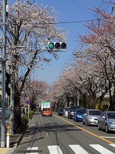 町田つくし野郵便局前の桜並木