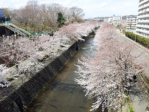 恩田川沿いの桜並木（町田市）